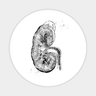 Kidney section Magnet